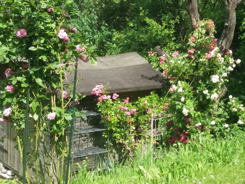 Garten-Foto