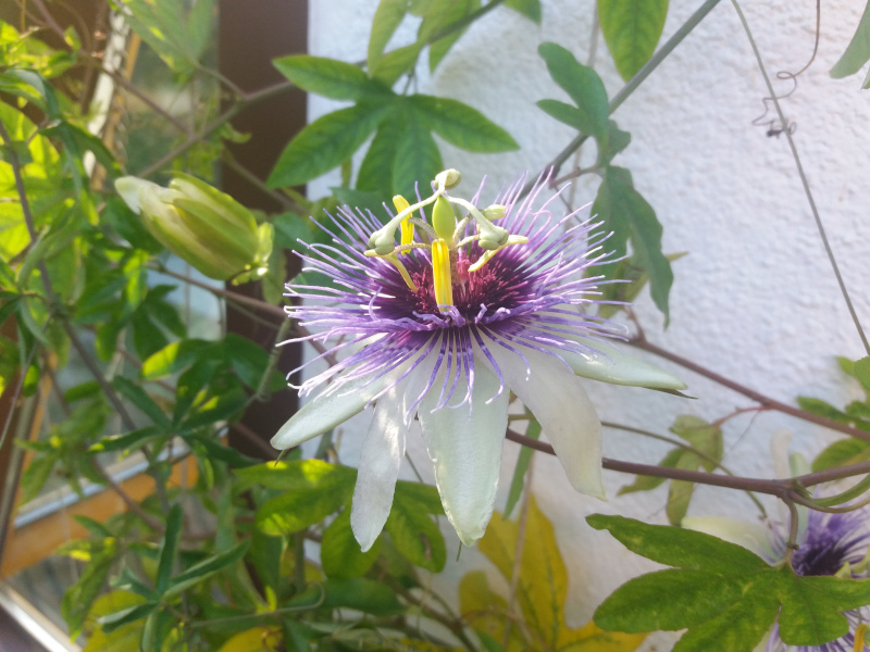 Garten-Foto