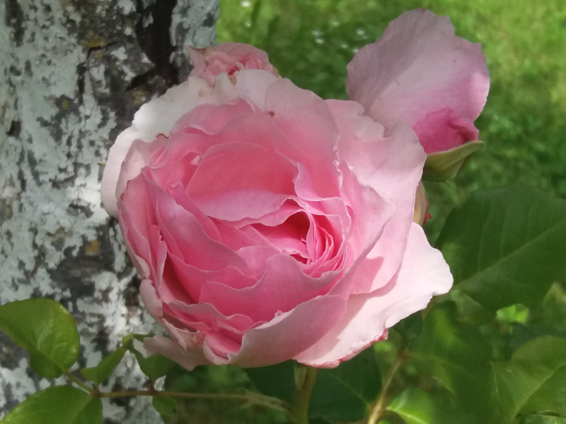 Garten-Foto