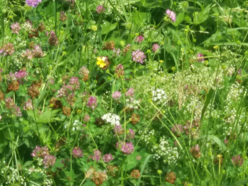 Garten-Foto