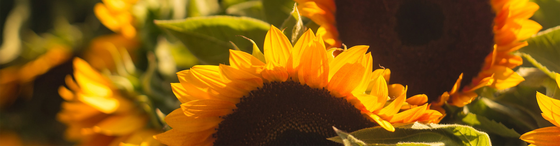 sommer-bild